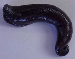 ������ �����������