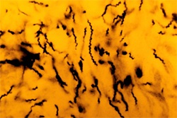 ����������� ��������